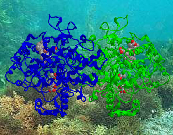 Marine Enzymes Applications